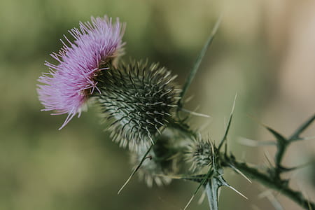 Selective Focus Photography of Purple Thistle Flower thumbnail