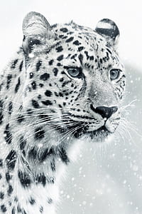 shallow focus on white snow leopard thumbnail