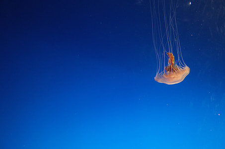 orange jellyfish thumbnail