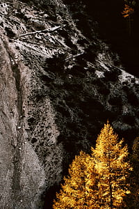 aerial shot of brown leafed trees near mountain thumbnail