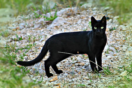 black cat thumbnail