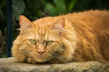 tabby cat lying on rock thumbnail