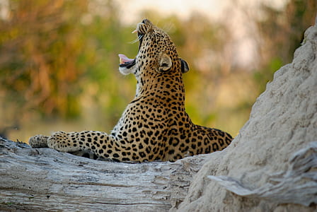 leopard yawning thumbnail