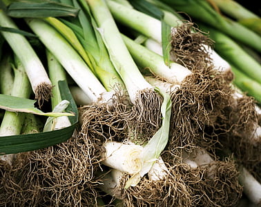 close-up photography of spring onions thumbnail