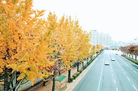 silver car on road near yellow leaf tree thumbnail