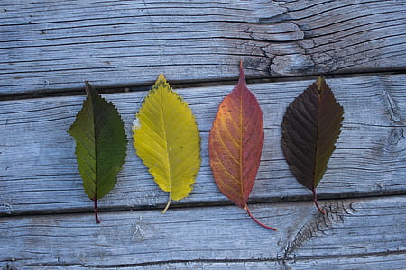 Four Leaves on Wooden Board thumbnail