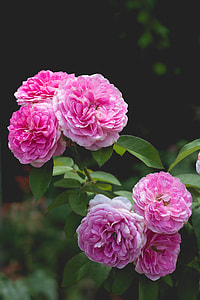 pink petaled flowers thumbnail