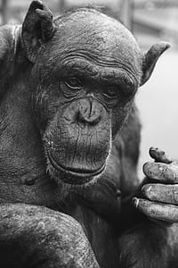 grayscale photo of monkey thumbnail