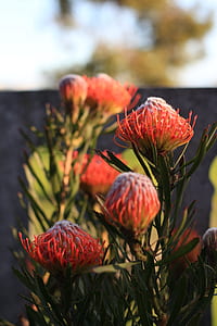 shallow photography of red flowers thumbnail