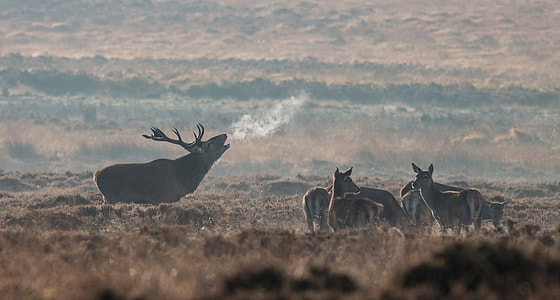 herd of brown deers during daytime thumbnail