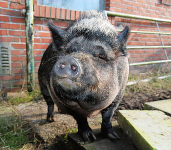 black pig on green grass thumbnail