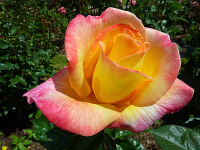 selective focus pink and yellow petaled flowers thumbnail