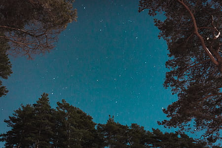 view of dark sky with stars besides trees thumbnail