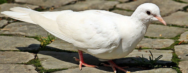 white dove on gray concrete path thumbnail