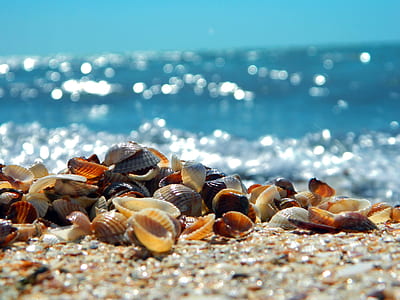 assorted-color seashells on sand at daytime thumbnail