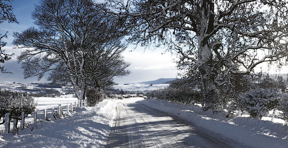 pathway between trees covered with snow thumbnail