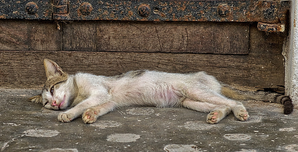 orange, white, and black calico kitten lying on floor thumbnail