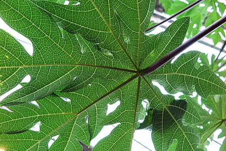 View of leaf anatomy showing structure of leaves. thumbnail