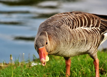 depth of field photography of brown duck thumbnail