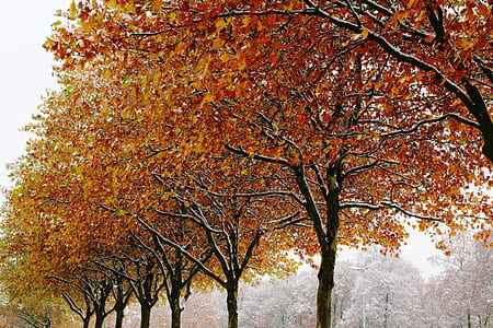 photography of orange a lined tree thumbnail