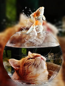 cat looking up on gold fish above clear glass fish bowl thumbnail