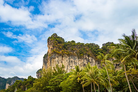 coconut tree lot near mountain thumbnail