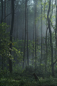 fog in green forest during daytime thumbnail
