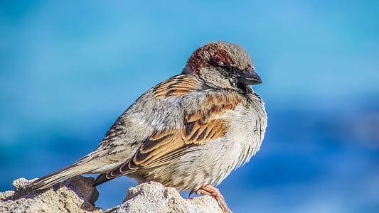 selective focus photography of brown sparrow thumbnail