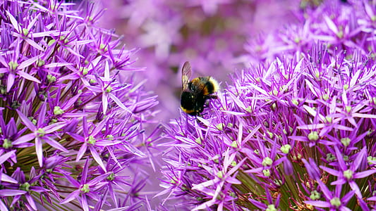 Black and Yellow Bee on Purple and White Flower during Day Time thumbnail