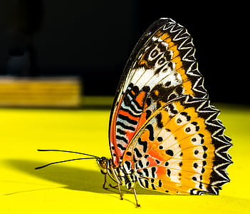 macro photography of yellow, orange, white, and black butterfly thumbnail
