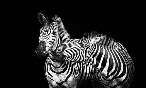 two zebra portrait thumbnail