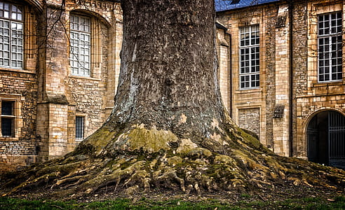 tree trunk near brick building thumbnail