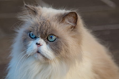 close-up photography of white Persian cat thumbnail