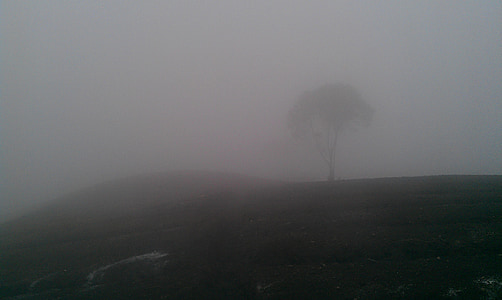 tree surrounded with fog thumbnail