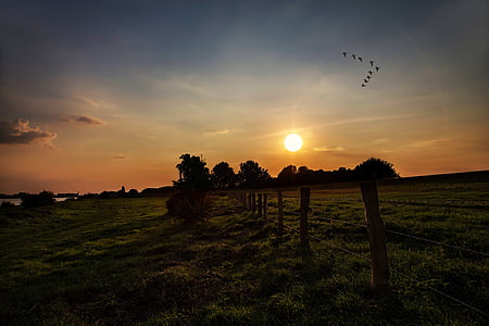 flock of birds flying over the trees during sunset thumbnail