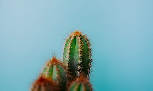 closeup photo of cactus plant thumbnail