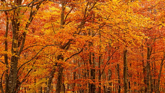 photo of brown leaf trees during daytime thumbnail