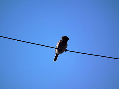 low angle photography of bird perched on cable wire thumbnail