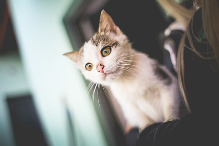 White Cat In Her Arms thumbnail