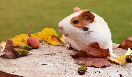 Close-up of Animal Eating Wood thumbnail
