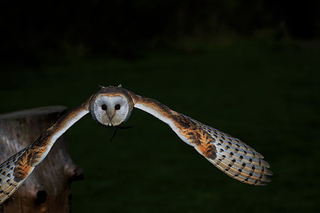 Barn Owl flying during daytime thumbnail