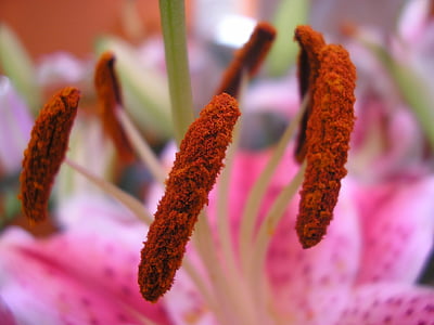 typha thumbnail