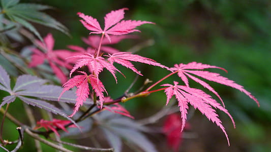 New leaf growth of a Japanese red maple tree with lacey leaves. thumbnail