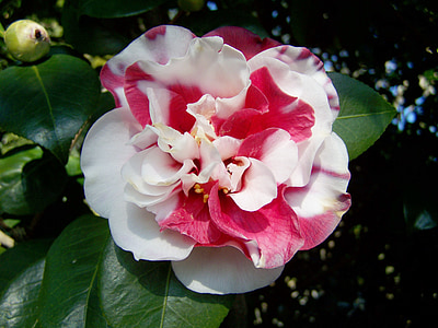 pink and white camellia flower in bloom at daytime thumbnail
