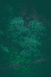 green plants thumbnail