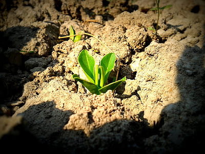 green sprout on dry soil thumbnail