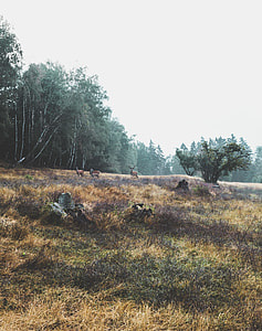 three brown deers near green leafed trees during daytime thumbnail