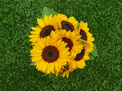 bouquet of sunflowers thumbnail