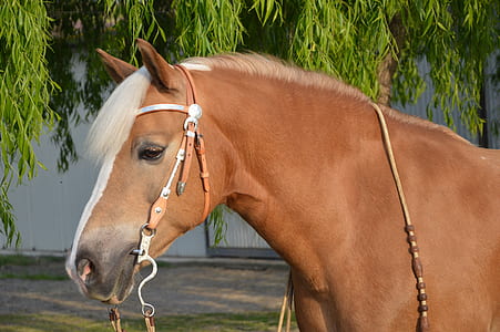 close-up of brown horse thumbnail