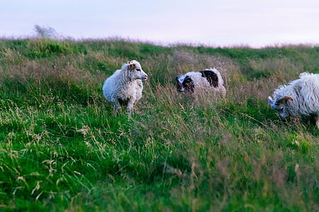 three gray sheep on green grass thumbnail